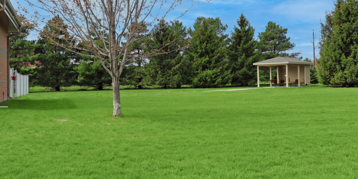 Backyard Area